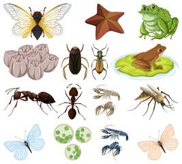 Different kinds of insects and animals on white background