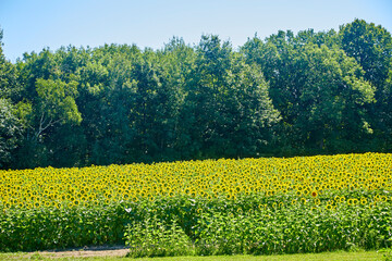 Sunflower field with the flowers turned toward the sun on a beautiful summer day
