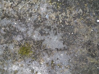 lichen on stone
