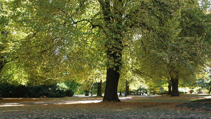 Fototapeta premium Autumn leaves