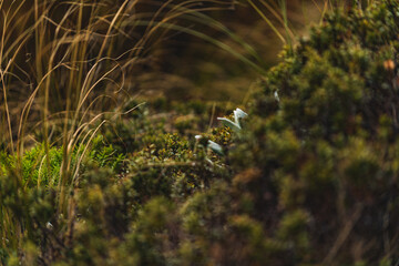 Mountain scenery in New Zealand