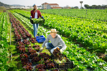 Couple of workers man and woman picking harvest of red lettuce oak on the field