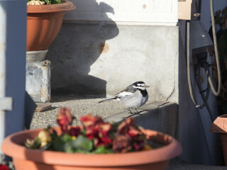 bird on a feeder