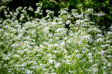 Many tiny white blooms in a sunlit forest. Wild flowers growing in a forest clearing in Lithuania during summer. Selective focus on the details, blurred background.