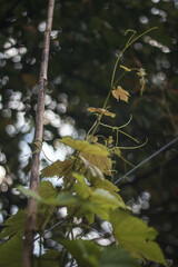 Grape vine details bokeh background