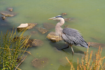 Great blue heron (Ardea cinerea) walks in the shallow water of the lake.