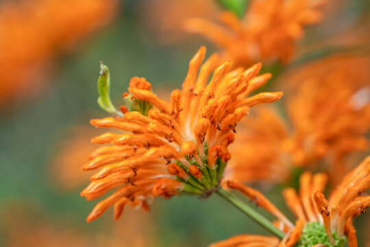 Close-up of Leonotis leonurus (Lion's Tail) 