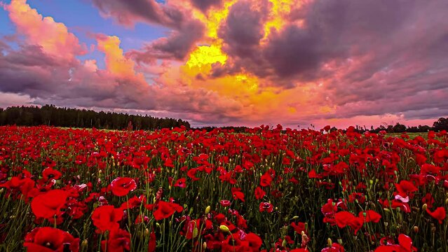 Beautiful nature scene showing red blooming poppy flowerfield during golden clouds flying slowly at sky during sunset - time lapse shot