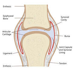 A movable, or synovial, joint is protected and cushioned by cartilage and synovial fluid.