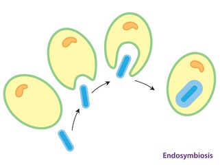 Endosymbiosis. how a double membrane may have been created during the symbiotic origin of mitochondria or chloroplasts