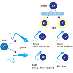 How nondisjunction can produce abnormalities in the number of sex chromosomes. When nondisjunction occurs in the production of female gametes.