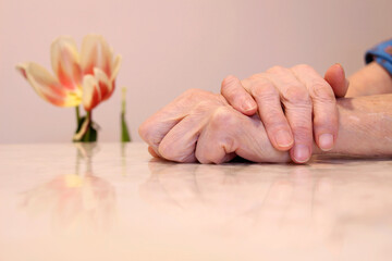 Wrinkled hands on the background of a tulip