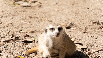 動物園にいたミーアキャット
