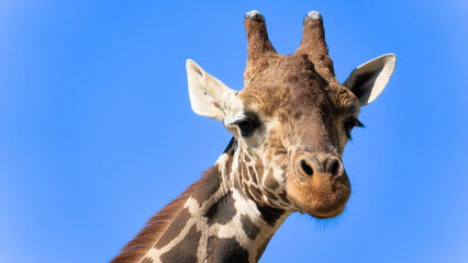動物園にいたキリンのクローズアップ写真
