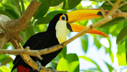 動物園にいた南国のカラフルなクチバシの大きな鳥