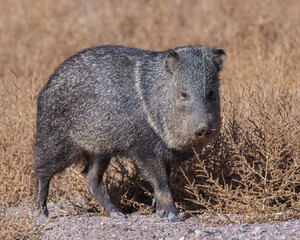 Collared Peccary or Javalina