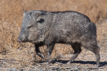 Collared Peccary or Javalina