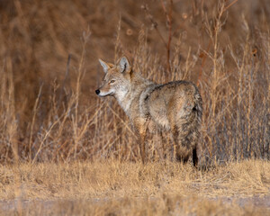 Coyote