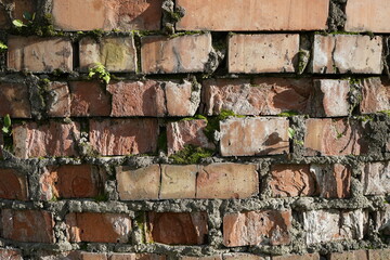 Old red brick wall with moss. Close-up. Brickwork. Weathered brick texture background for design.