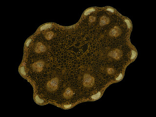 cross section cut slice of plant stem under the microscope – microscopic view of plant cells for botanic education – high quality