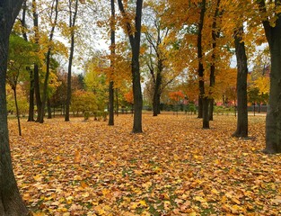 Autumn leaves in the park. Leaf fall in beautiful old park. Autumn park landscape. Yellow, orange, red leaves.