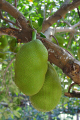 Jack fruit in the garden at Thailand  summer season