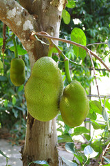 Jack fruit in the garden at Thailand  summer season