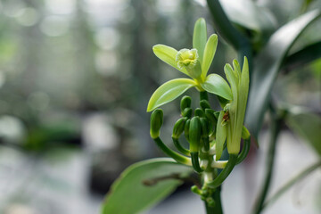 Closeup of the Vanilla flower on plantation, Vanilla in farm, vanilla fargrans (Salish) Ames, Vanilla Planifolia