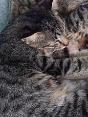 portrait of two tired striped cats lying on the floor