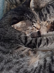 portrait of two tired striped cats lying on the floor