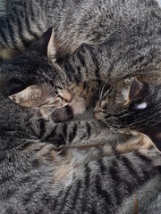 portrait of two tired striped cats lying on the floor
