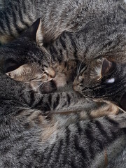 portrait of two tired striped cats lying on the floor