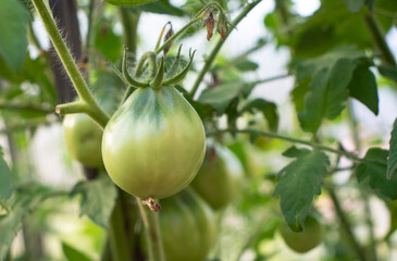 harvest of green tomatoes on a branch in the garden
