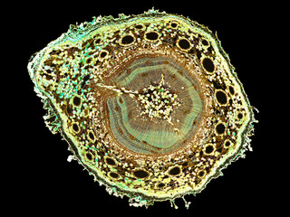 cross section cut slice of plant stem under the microscope – microscopic view of plant cells for...