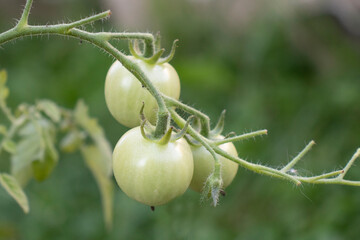 harvest of green tomatoes on a branch in the garden