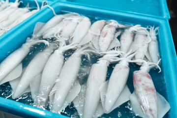 Fresh squid in trays for sale in the fish market