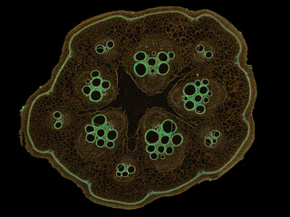 cross section cut slice of plant stem under the microscope – microscopic view of plant cells for botanic education – high quality
