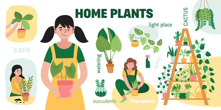 Home Plants Infographic Set