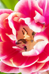 Soft abstract image of beautiful pink tulip. Macro with extremely shallow dof.