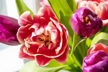 Obraz premium Close-up pink and purple isolated tulp flowers.