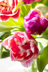 Close-up pink and purple isolated tulp flowers.