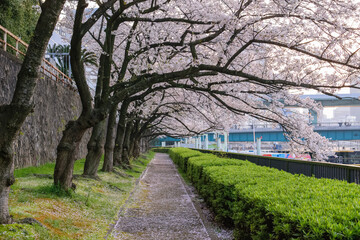 Fototapeta na wymiar 天満橋付近の桜並木