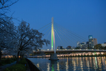 毛馬桜之宮公園　川崎橋の春の夜景