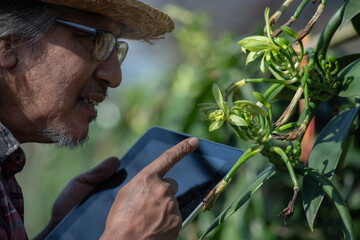 Senior gardener inspects the vanilla flower on the green house, vanilla fargrans (Salish) Ames, Vanilla Planifolia