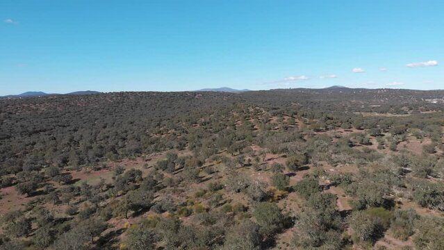 Aerial images flying over a Mediterranean forest in southern Spain on a sunny day. The forest is lost in the blue horizon.