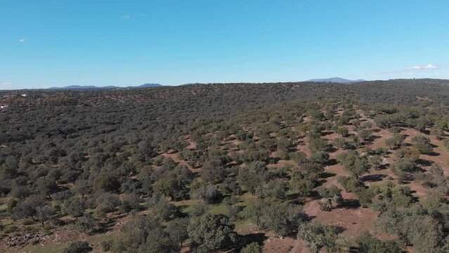 Aerial images flying over a Mediterranean forest in southern Spain on a sunny day. A pan to the left revealing the enormity of the forest.