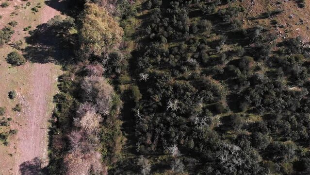 Aerial images recorded from above a Mediterranean forest in which paths can be seen. Follow the course of a path (second part)