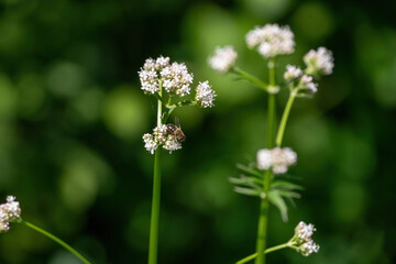 Honey bee collecting pollen from white flowers. Soft green background. Summer, wild flowers, calm, soothing