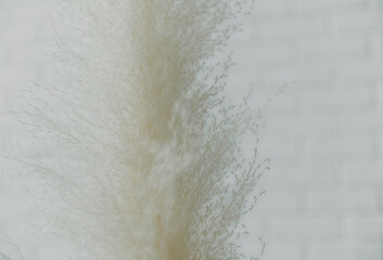 Dry grass closeup. Background dry wild flower macro