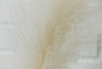 Dry grass closeup. Background dry wild flower macro